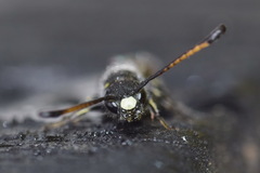 Monosapyga clavicornis