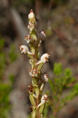 Satyrium ligulatum