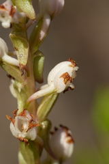 Satyrium ligulatum