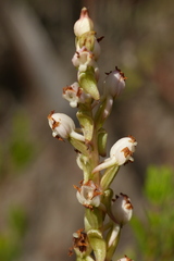Satyrium ligulatum