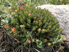 Rhodiola quadrifida