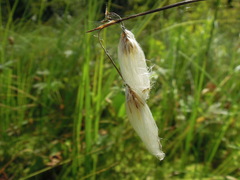 Eriophorum gracile