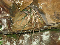 Vittaria isoetifolia