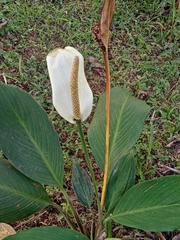 Spathiphyllum wallisii