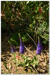 Veronica spicata