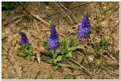 Veronica spicata