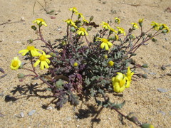Senecio leucanthemifolius