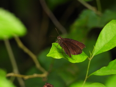 Ancistroides nigrita