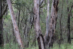 Eucalyptus blakelyi