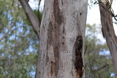 Eucalyptus blakelyi