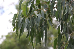 Eucalyptus blakelyi