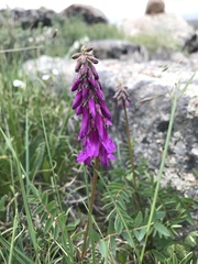 Hedysarum consanguineum