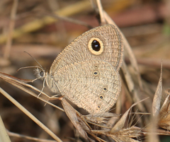 Ypthima baldus madrasa