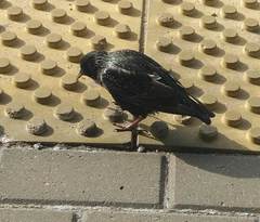 Sturnus vulgaris