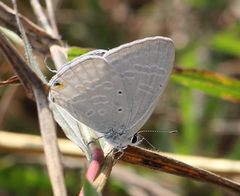 Catochrysops strabo strabo