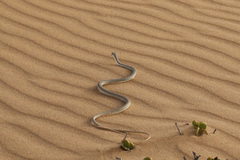 Psammophis leightoni