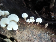 Panellus pusillus