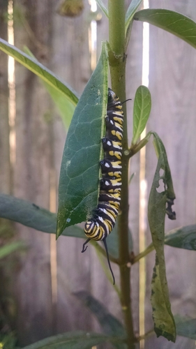 Monarch photographed in Tennessee