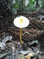 Leucocoprinus brunneoluteus