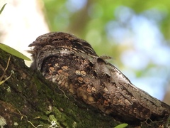 Caprimulgus jotaka