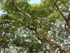 Caprimulgus jotaka