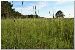 Triticum monococcum boeoticum
