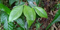 Lasianthus hispidulus