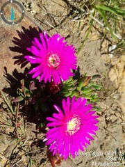 Lampranthus lavisii
