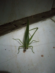 Mecopodinae