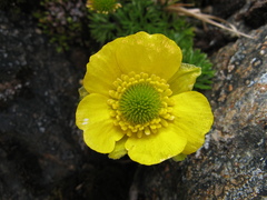 Ranunculus sericophyllus