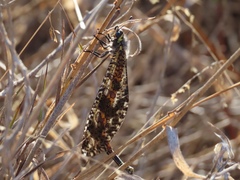 Palparini