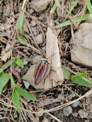 Rochaina phalerata