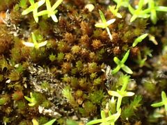 Imbribryum subapiculatum