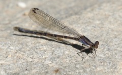 Argia funebris