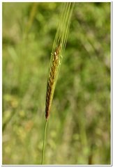Triticum monococcum boeoticum
