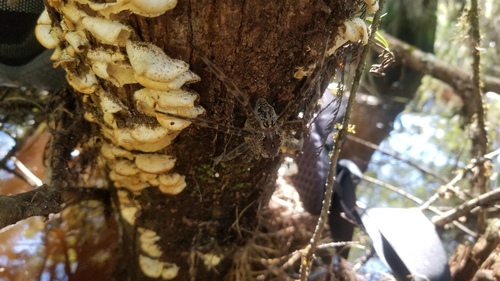 Okefenokee Fishing Spider photo 4