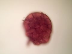 Imbribryum subapiculatum