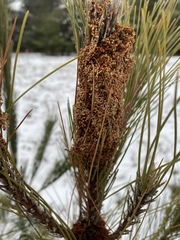 Acantholyda erythrocephala