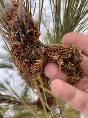 Acantholyda erythrocephala