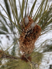 Acantholyda erythrocephala
