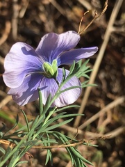 Linum austriacum