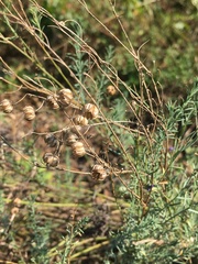 Linum austriacum