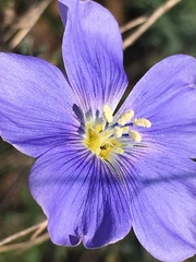 Linum austriacum