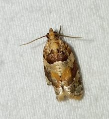 Argyrotaenia kimballi