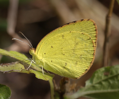 Eurema brigitta rubella