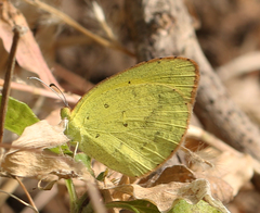 Eurema brigitta rubella