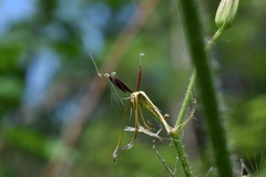 Lactuca hispida