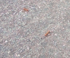 Oecophylla longinoda