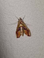 Agathodes monstralis