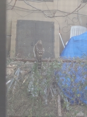 Accipiter cooperii